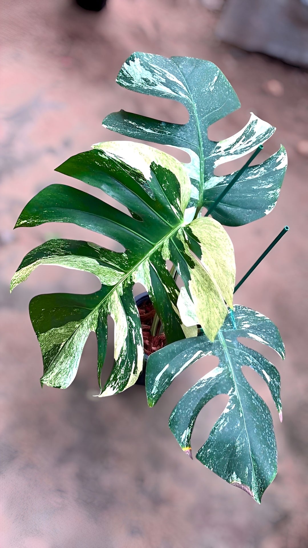 Monstera Jungle Mint