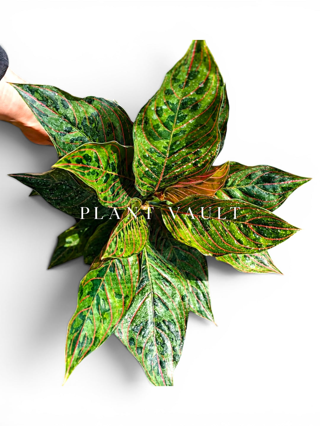 Aglaonema Red Army