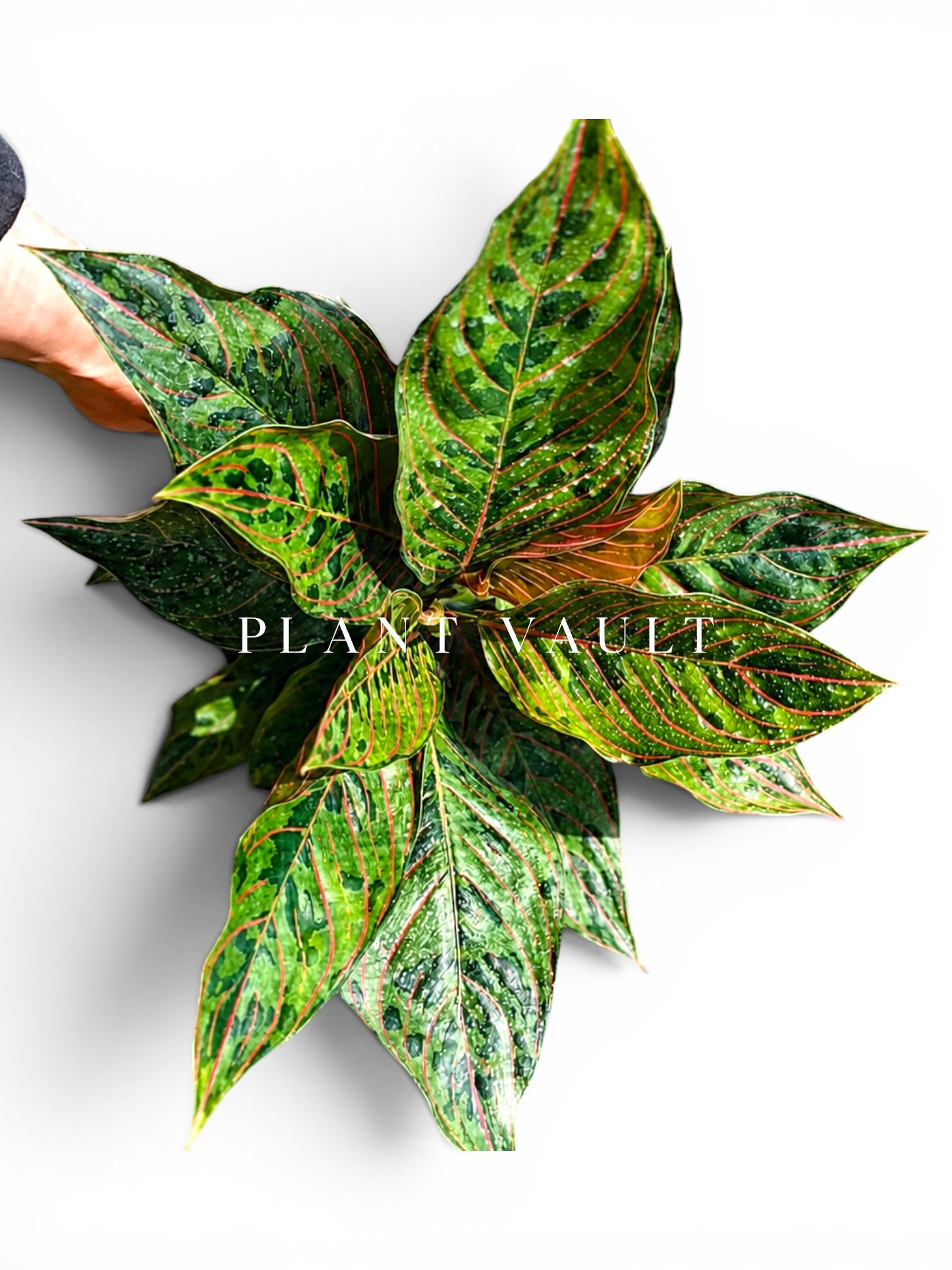 Aglaonema Red Army rare Aglaonema plant