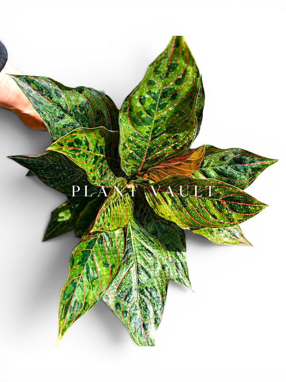 Aglaonema Red Army