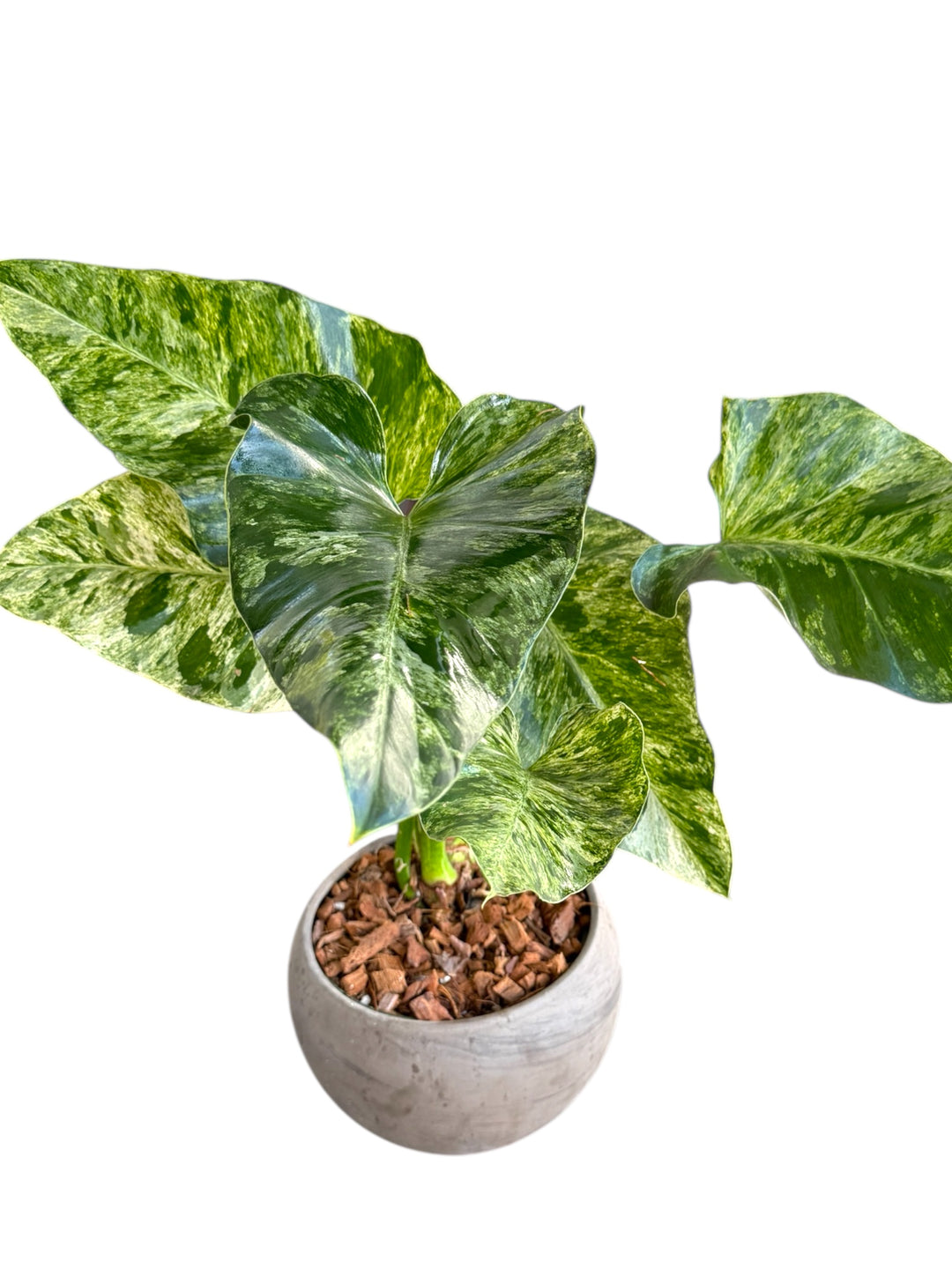 blitz philodendron Philodendron Blizzard – Plant Vault