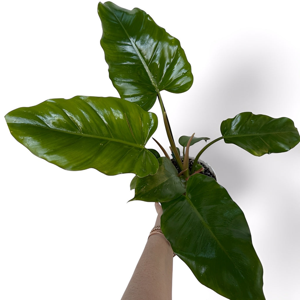 philodendron jungle fever variegated Philodendron Jungle Fever – Plant Vault