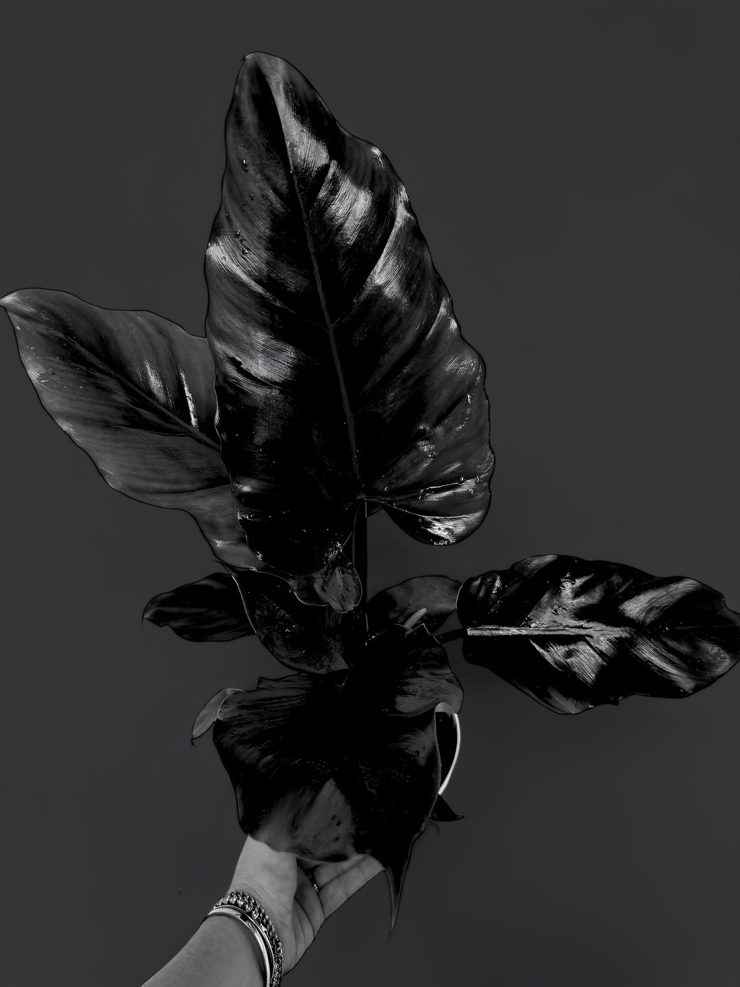 Philodendron Jungle
 Fever