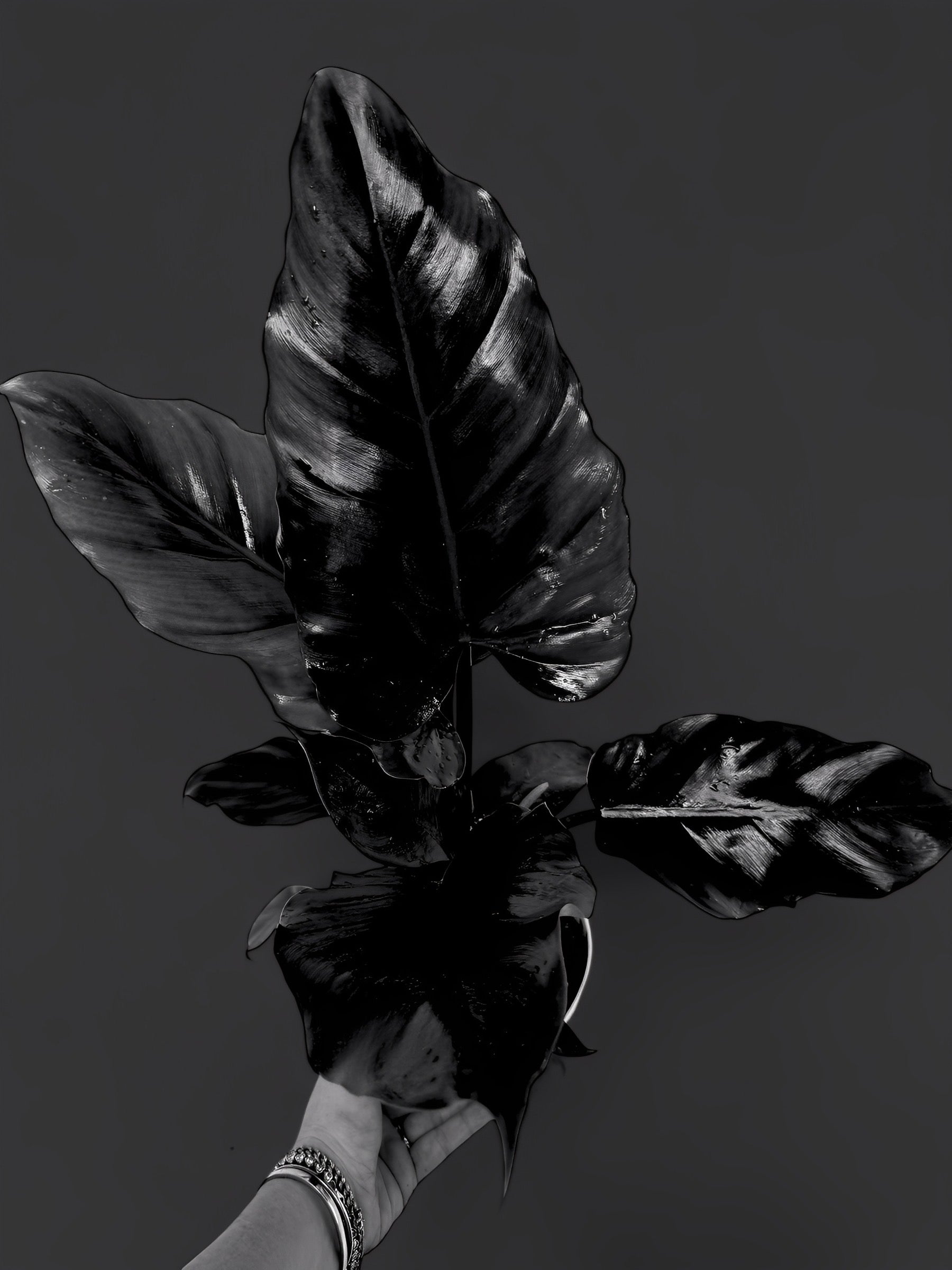 Philodendron Jungle
 Fever