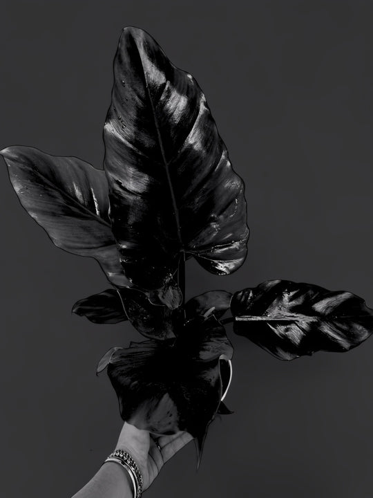 Philodendron Jungle
 Fever