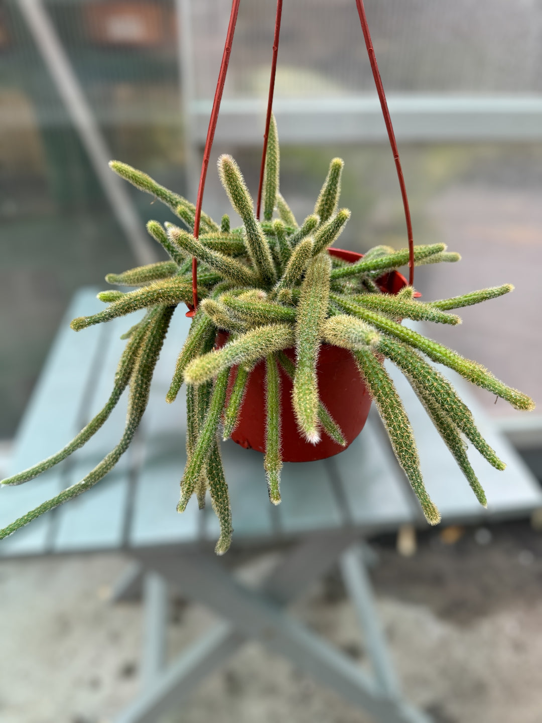 Rat Tail Cactus for sale at Plant Vault close