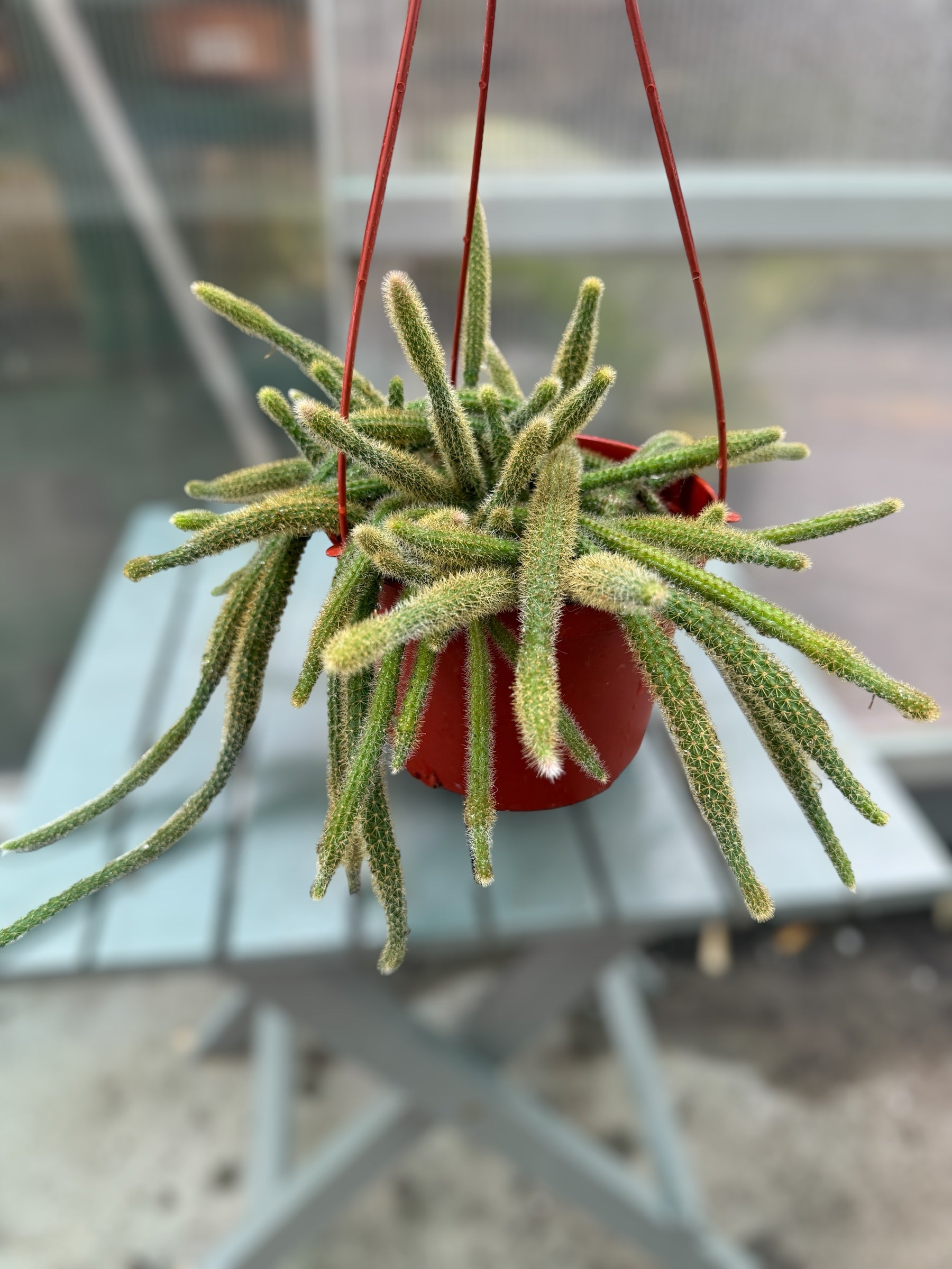 Rat Tail Cactus for sale at Plant Vault close