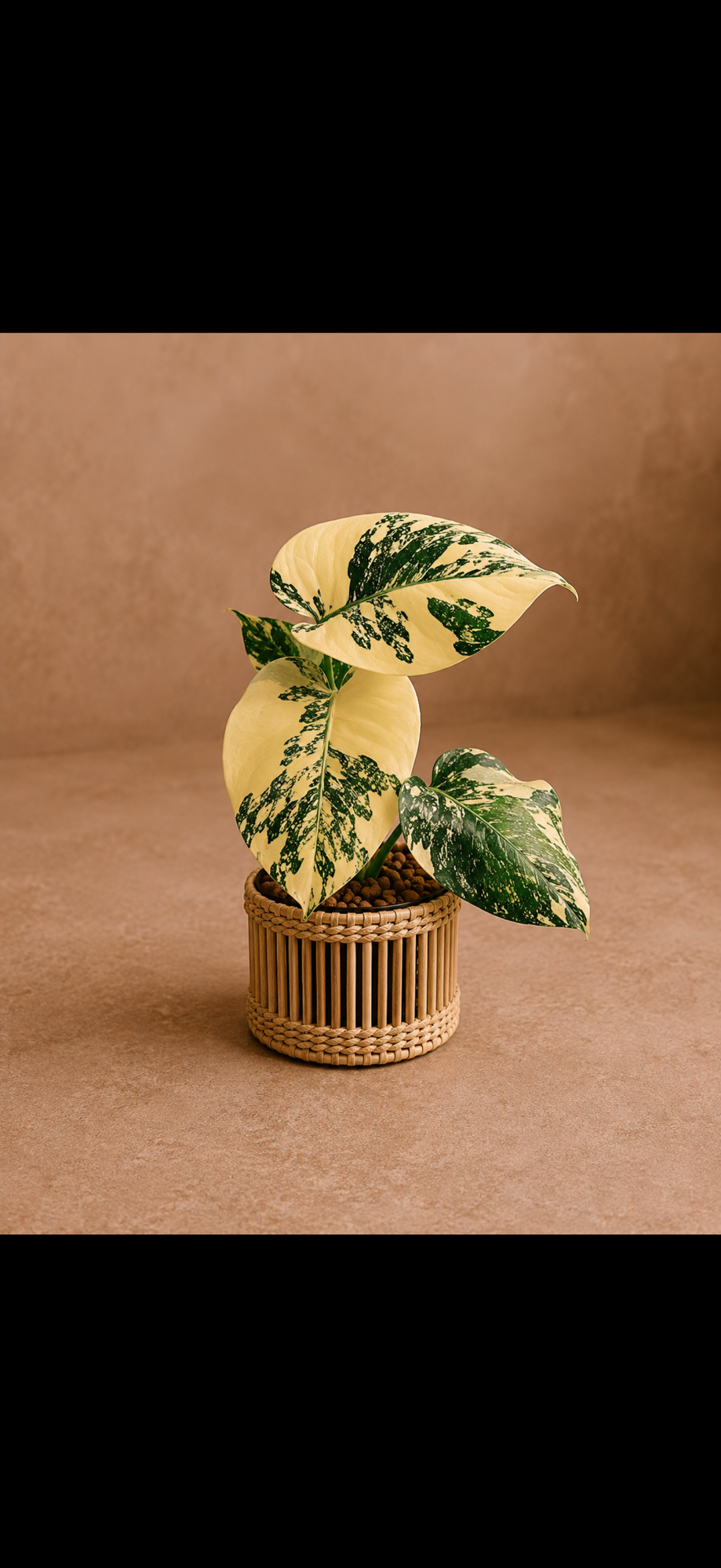 Monstera Creme Brulee for sale 