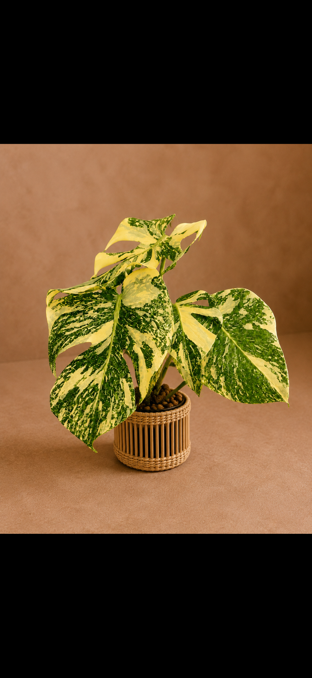 Monstera Creme Brulee Devil Monster