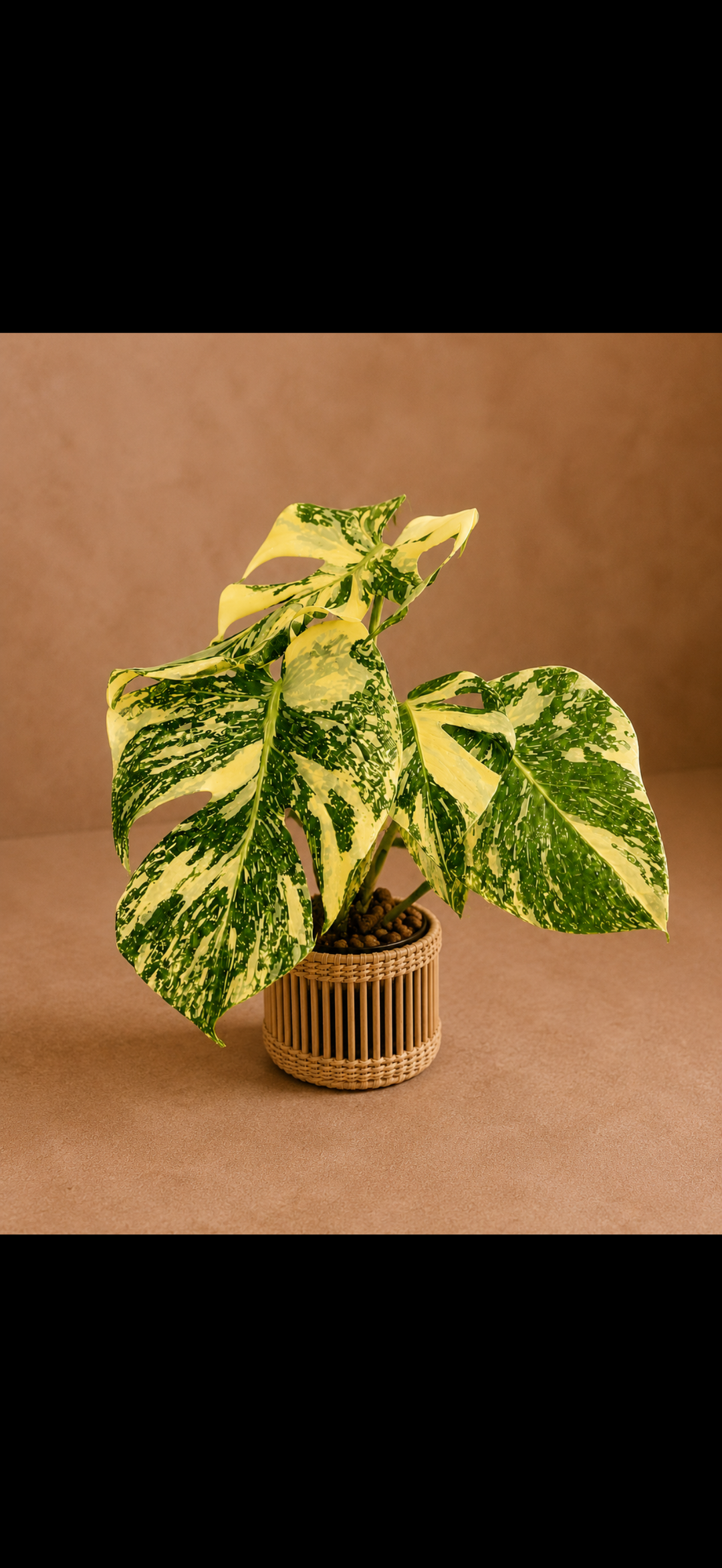 Monstera Creme Brulee Devil Monster
