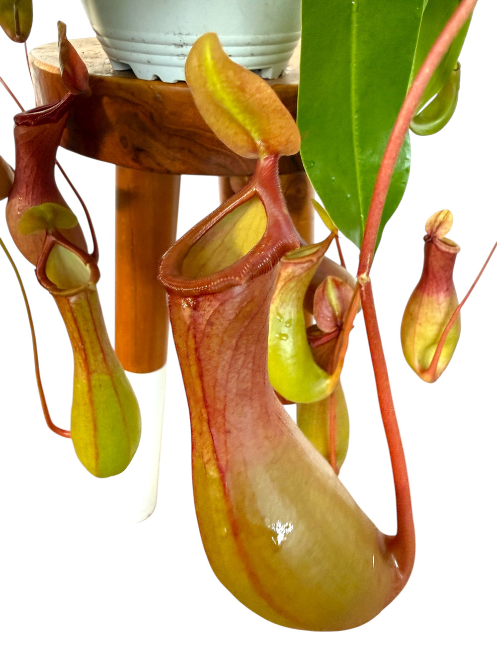 Nepenthes “Monkey Cup” carnivorous plant