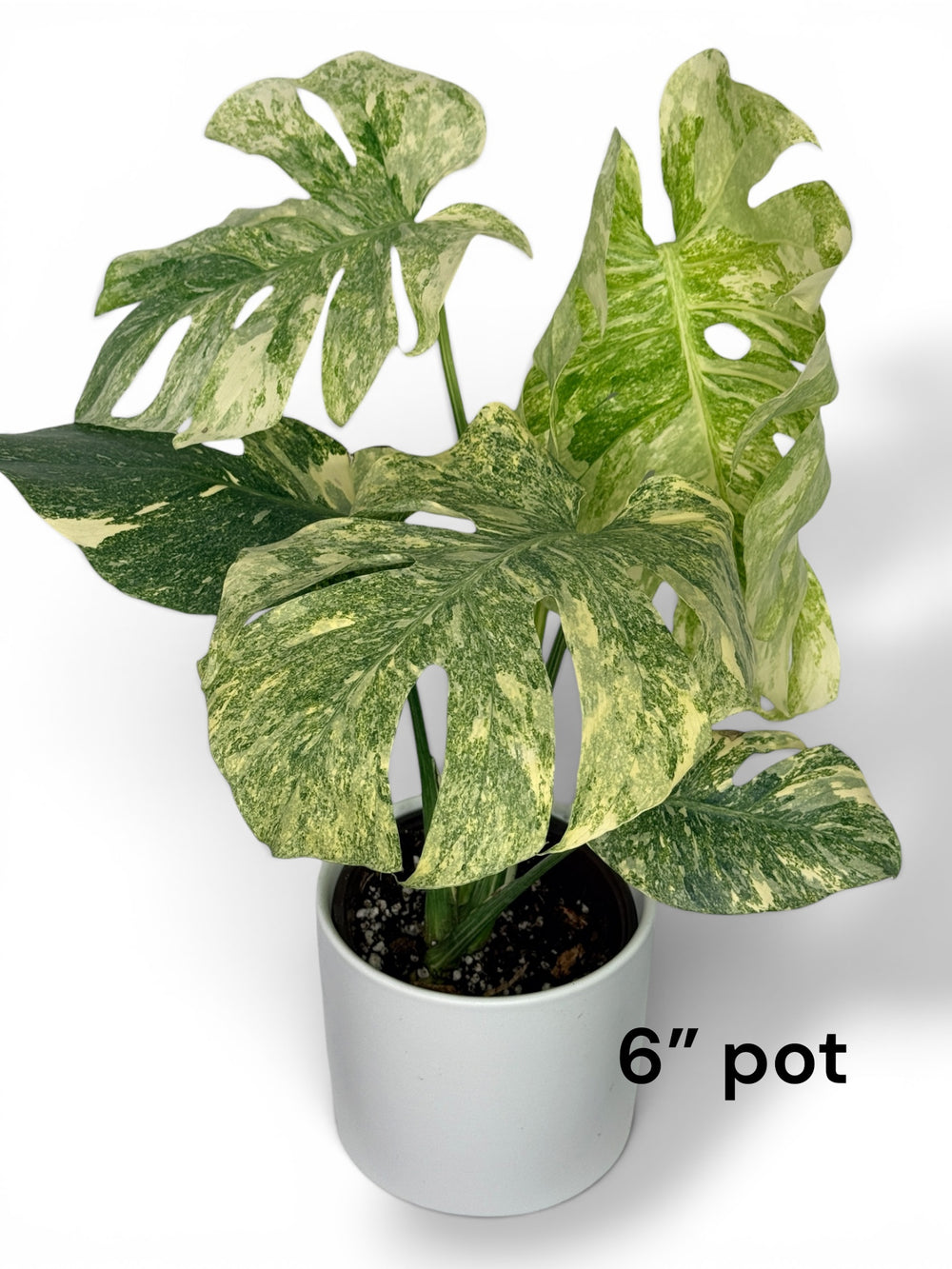 Monstera Legacy variegated monstera
