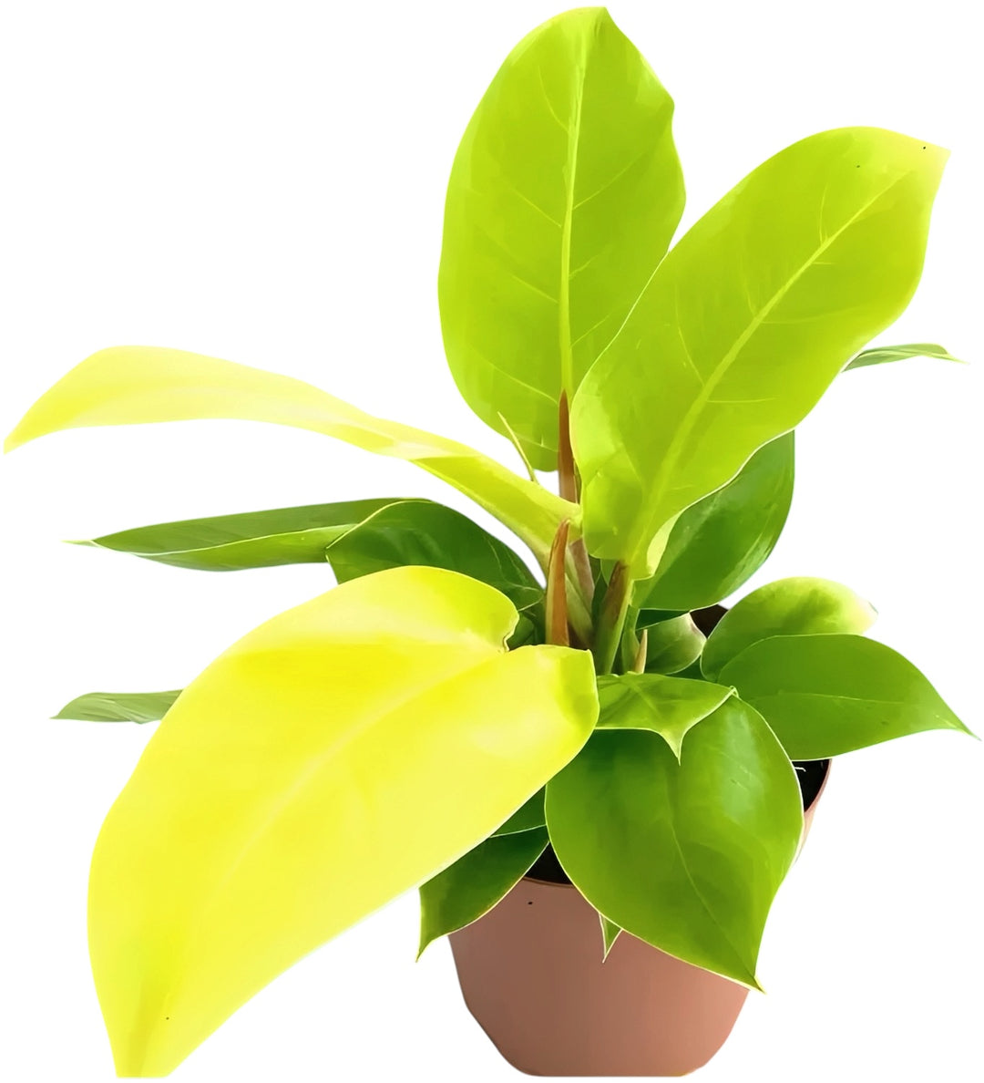 Philodendron moonlight 