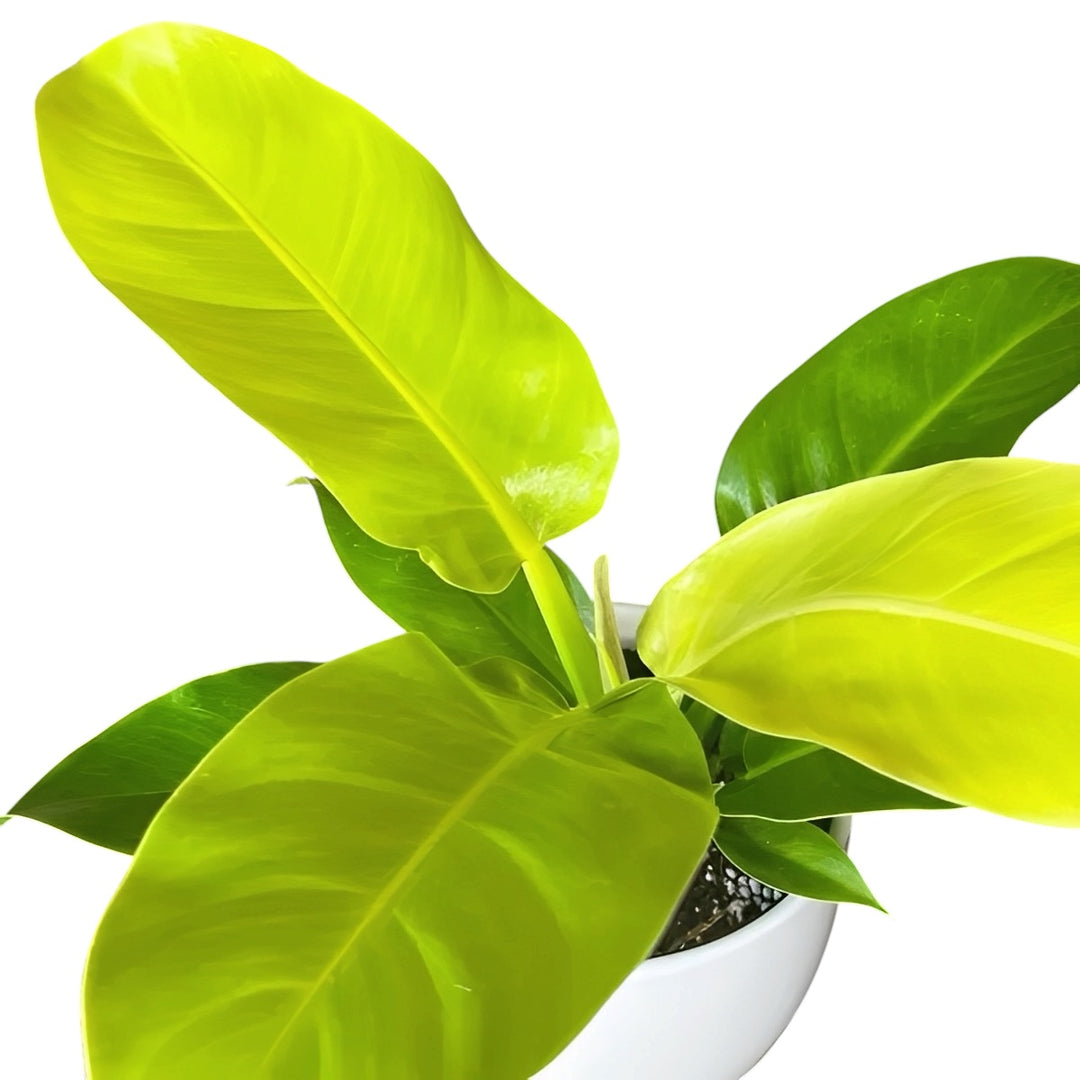 Philodendron moonlight 