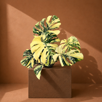 Variegated Monstera Creme Brulee