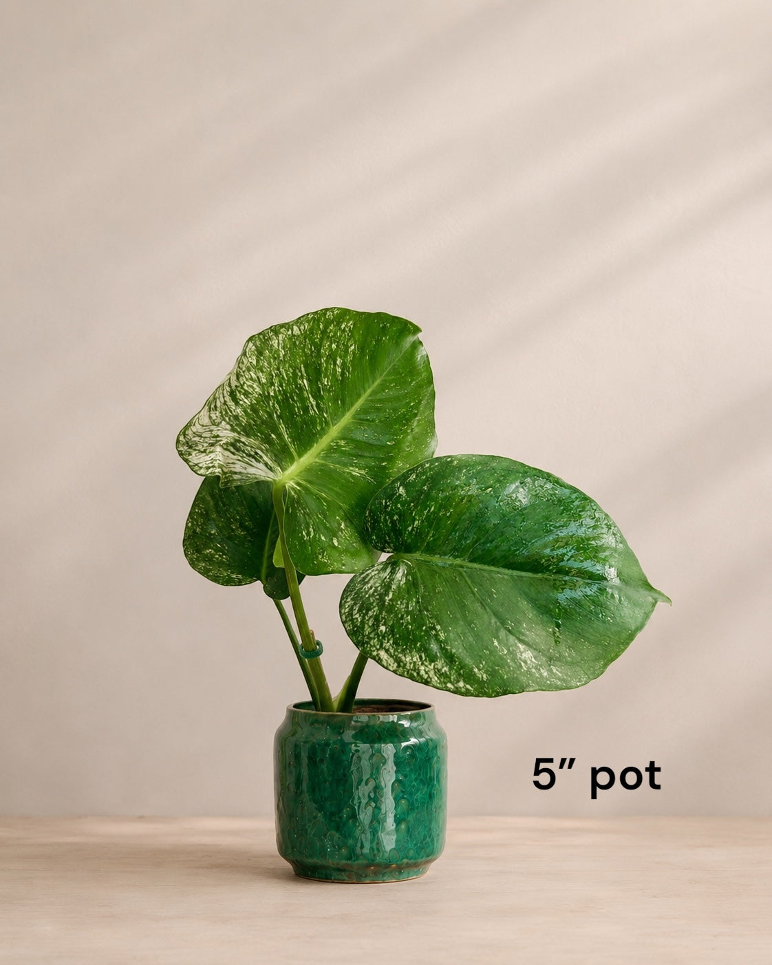 Monstera Devil Monster – Plant Vault