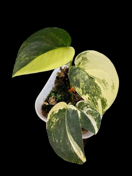 Variegated Jade Scindapsis - Rare houseplant sold at Plant Vault