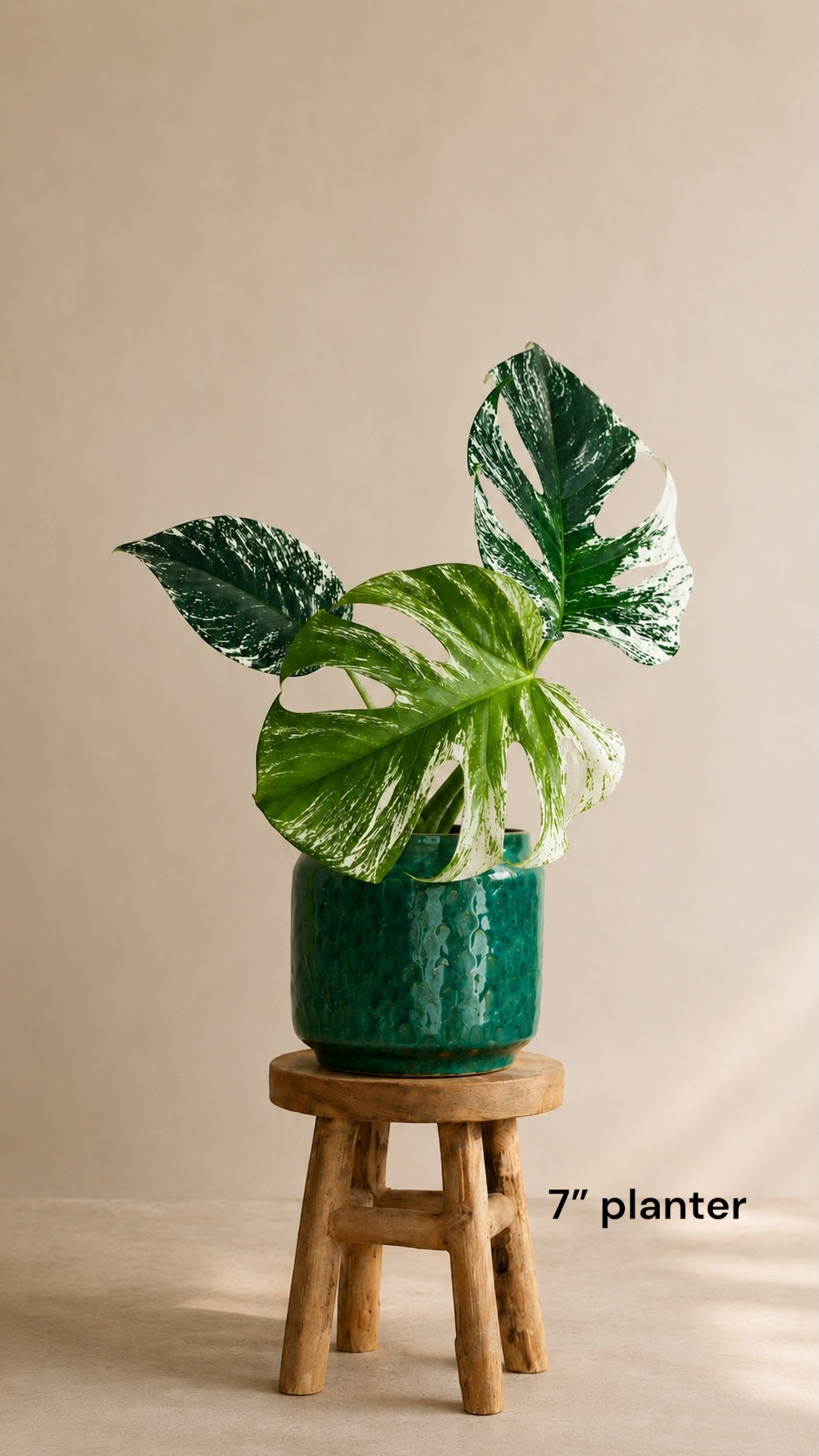 Monstera Devil Monster rare trending aroid plant