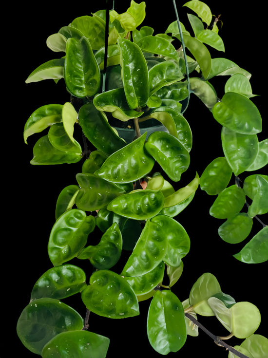 Hoya Carnosa 'Krinkle
