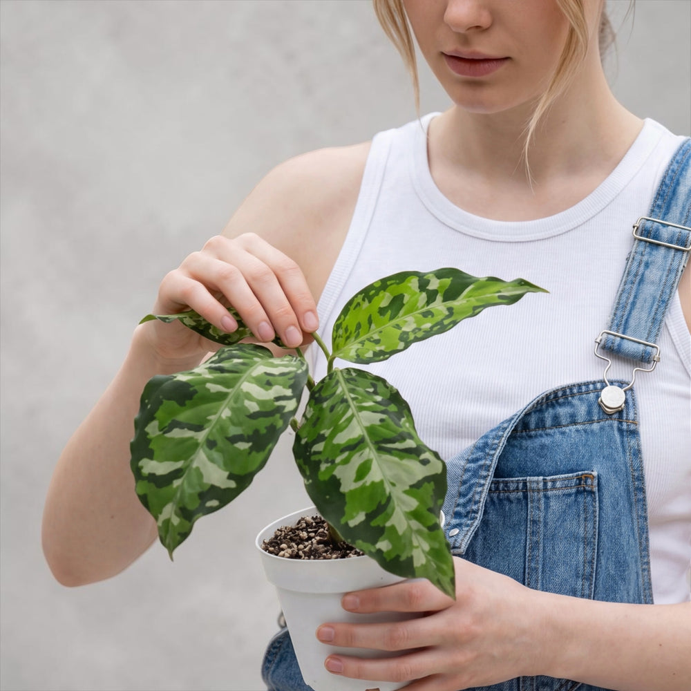 Aglaonema Pictum Tricolor 