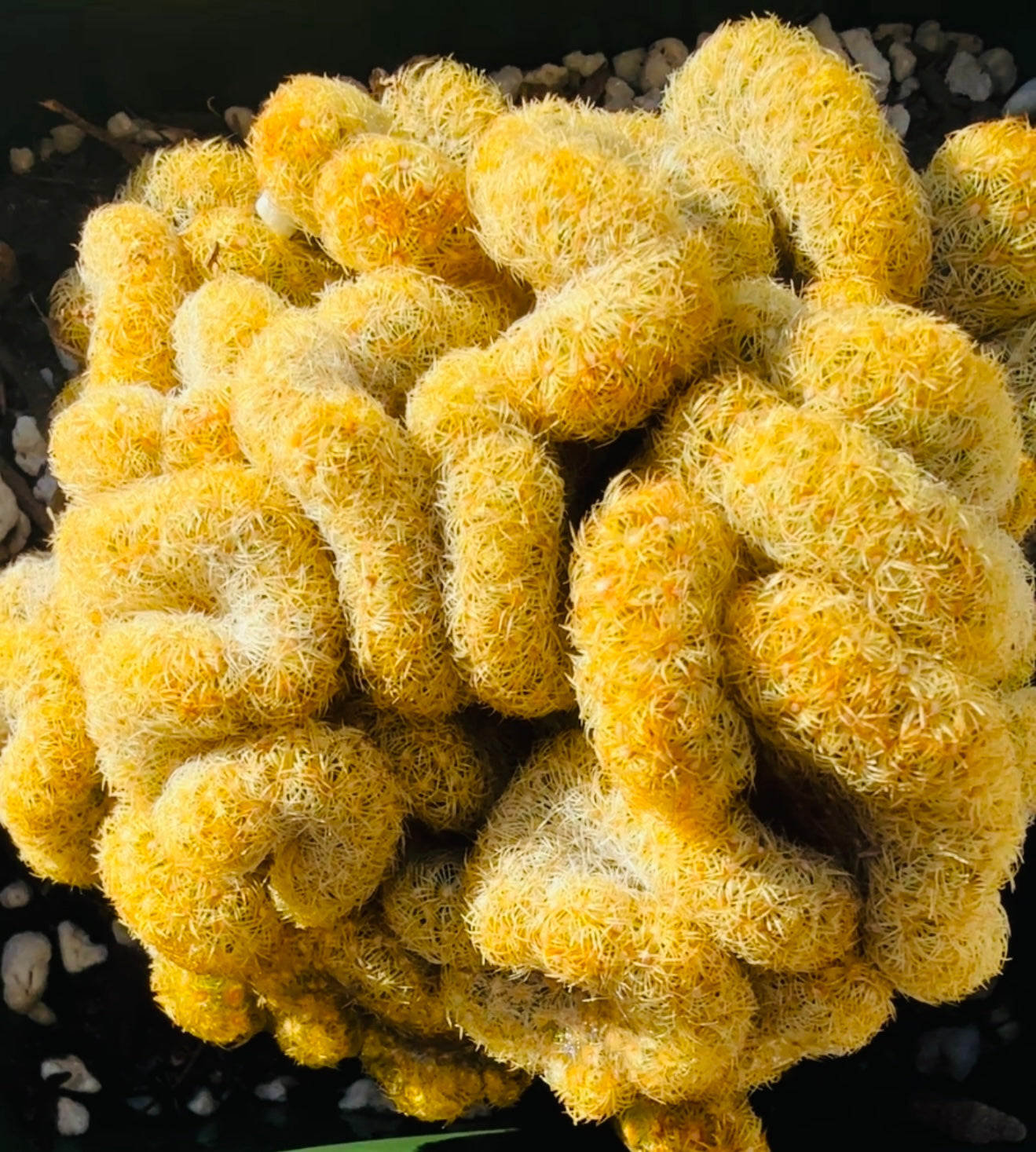 Brain Cactus for sale at Plant Vault