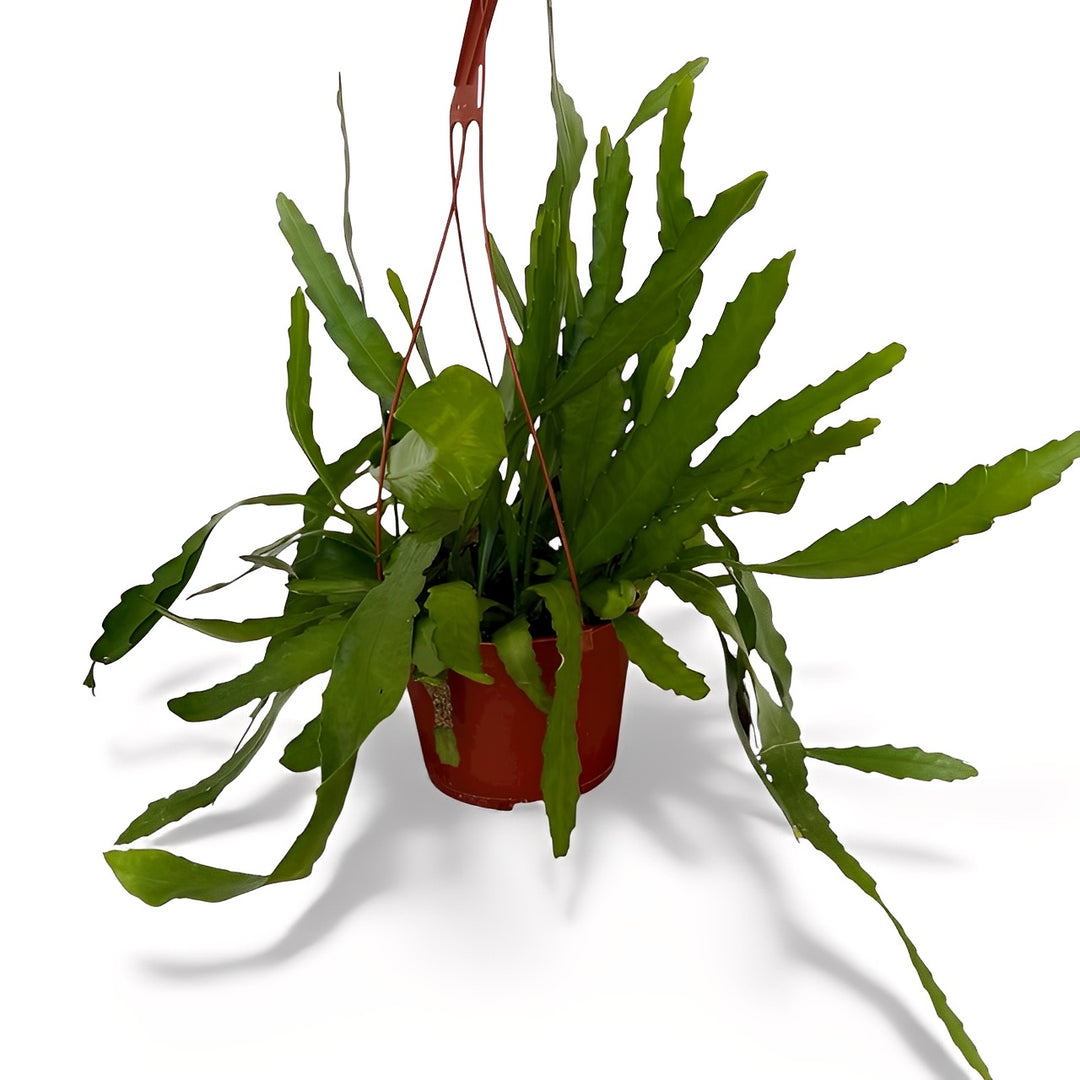 Ric Rac/ Fishbone Cactus for sale 