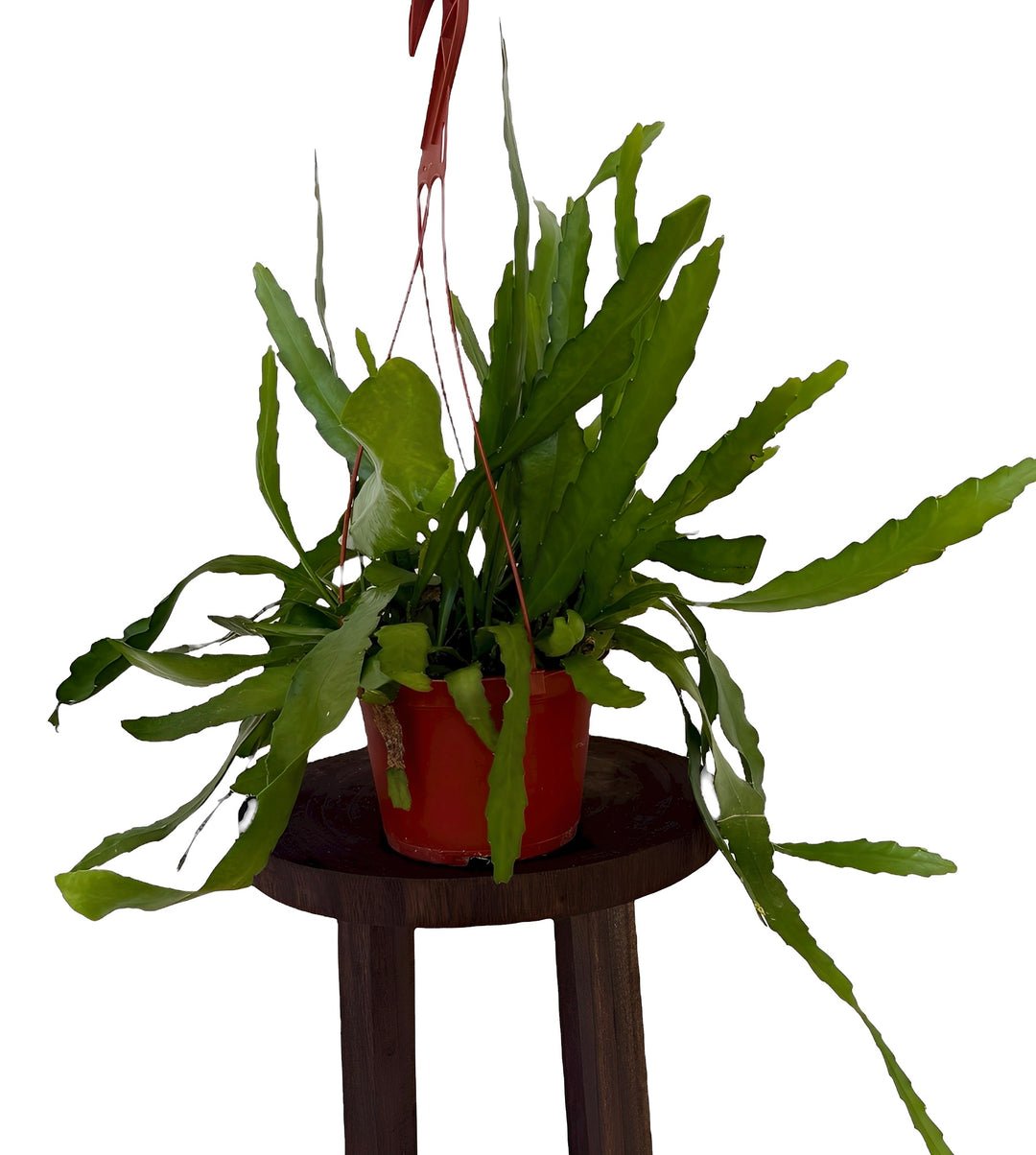 Ric Rack/ Fishtail Cactus