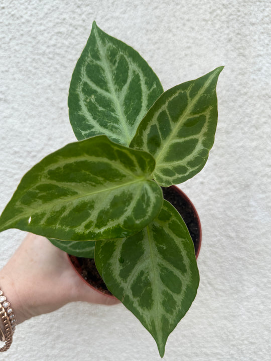 Anthurium Silver Blush for sale at Plant Vault