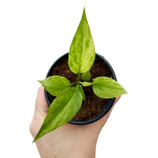 Rare Anthurium pallidiflorum variegated 