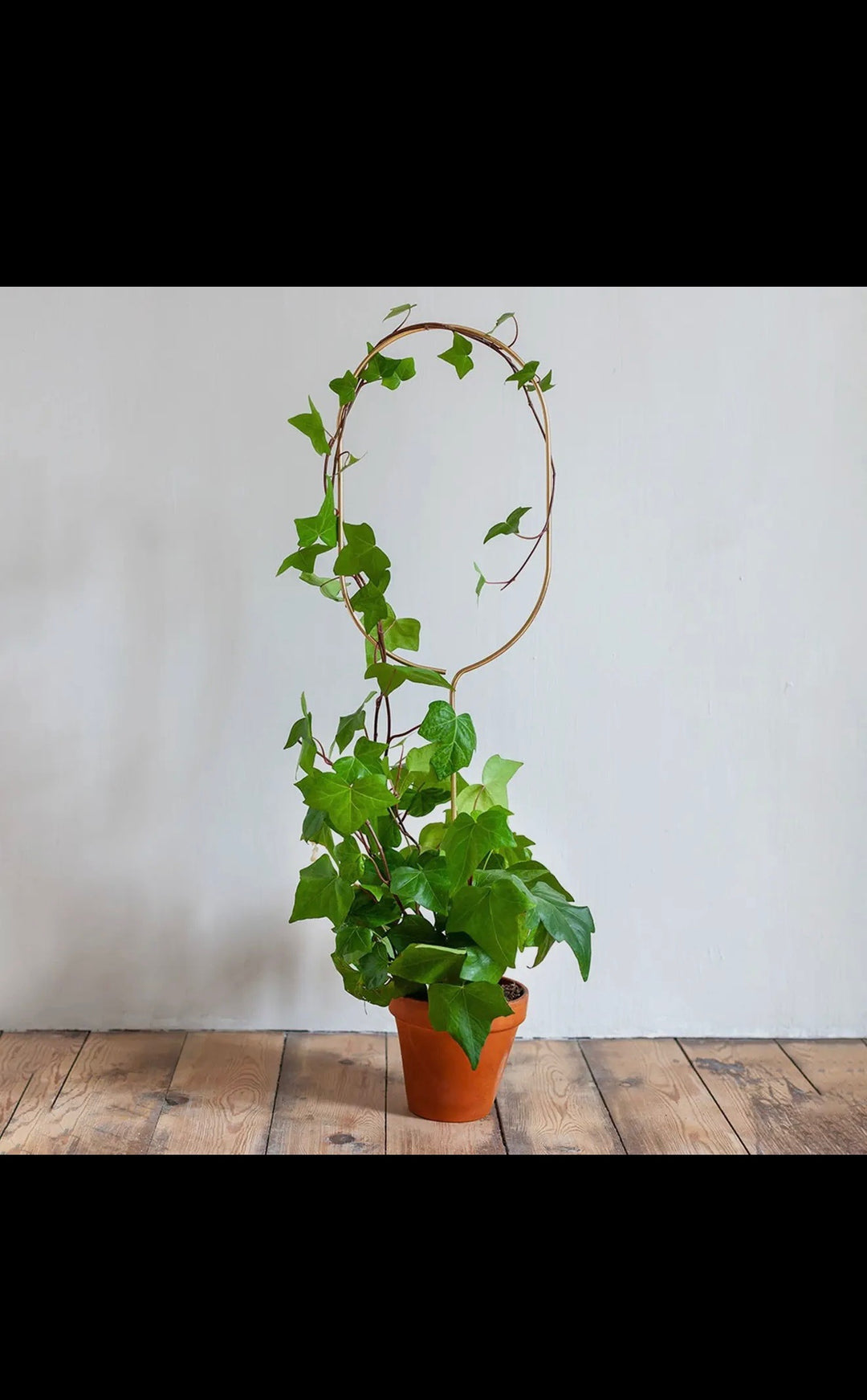 Golden Plant Stake / Trellis 