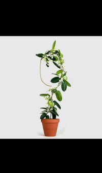 Golden Plant Stake / Trellis