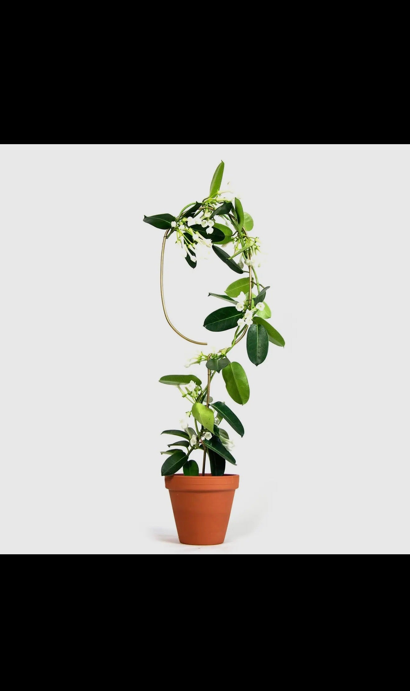 Golden Plant Stake / Trellis