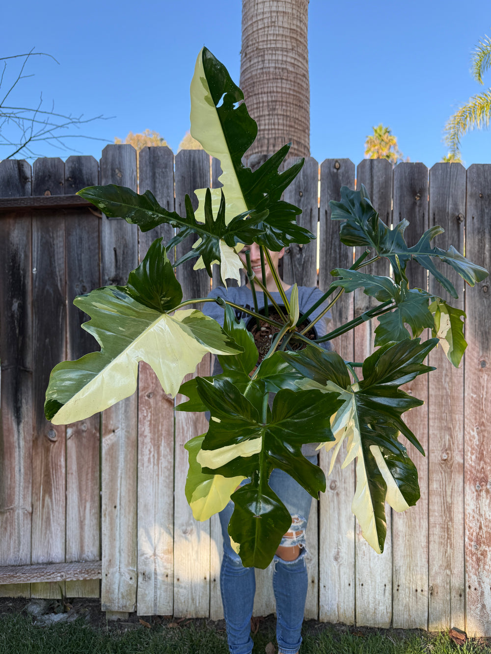 Philodendron Golden Dragon 