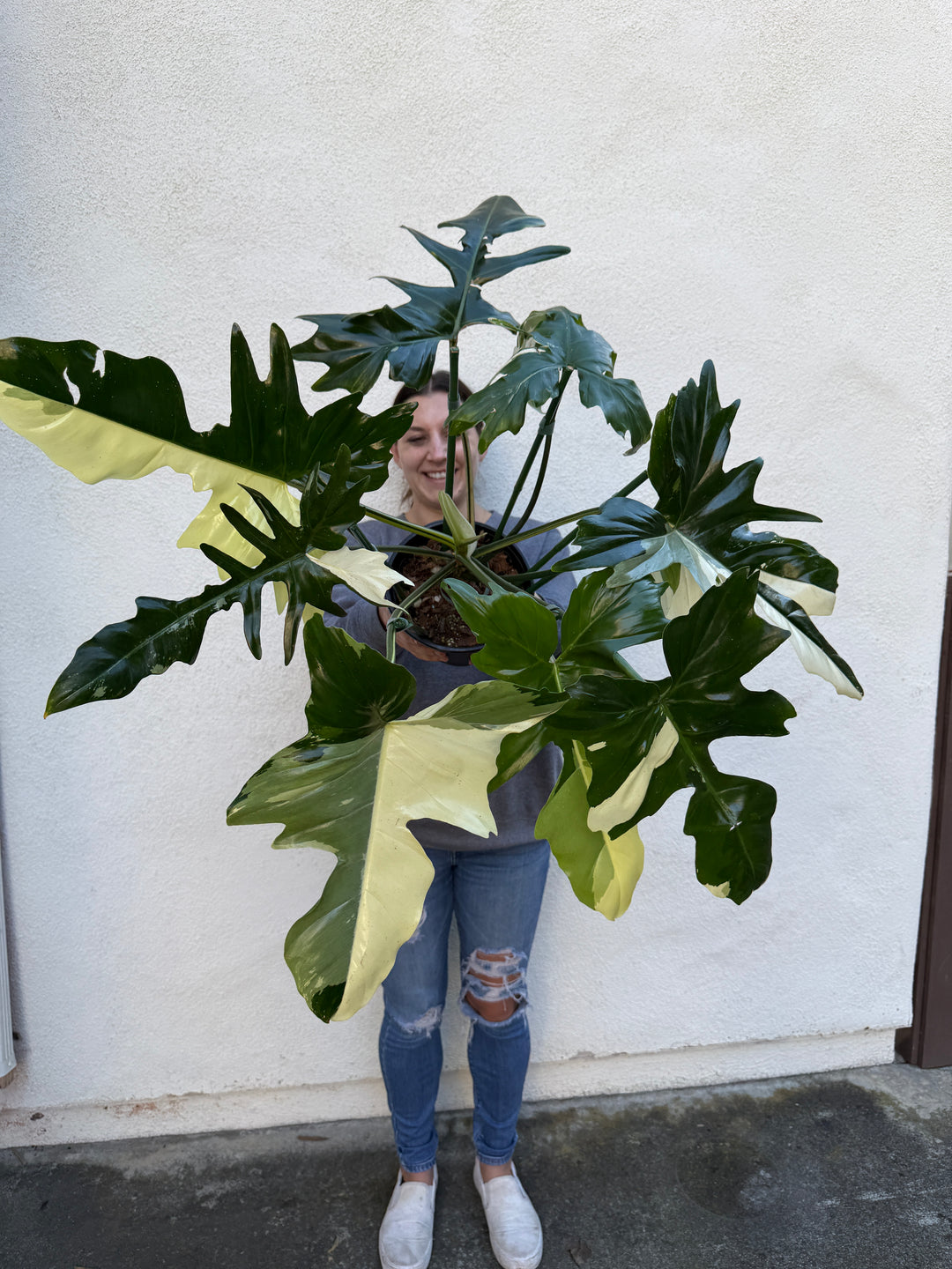 Philodendron Golden Dragon 