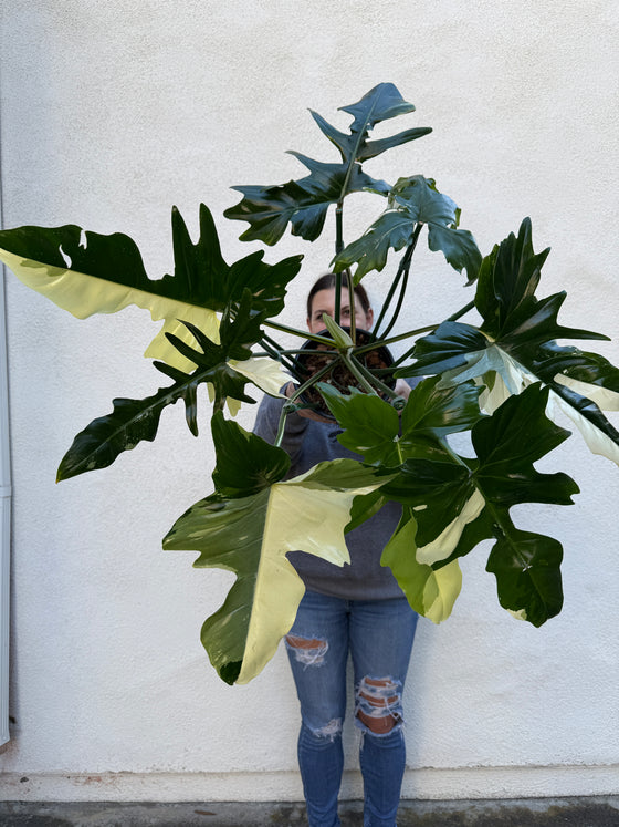 Rare Philodendron Golden Dragon (Exact Plant For Sale)