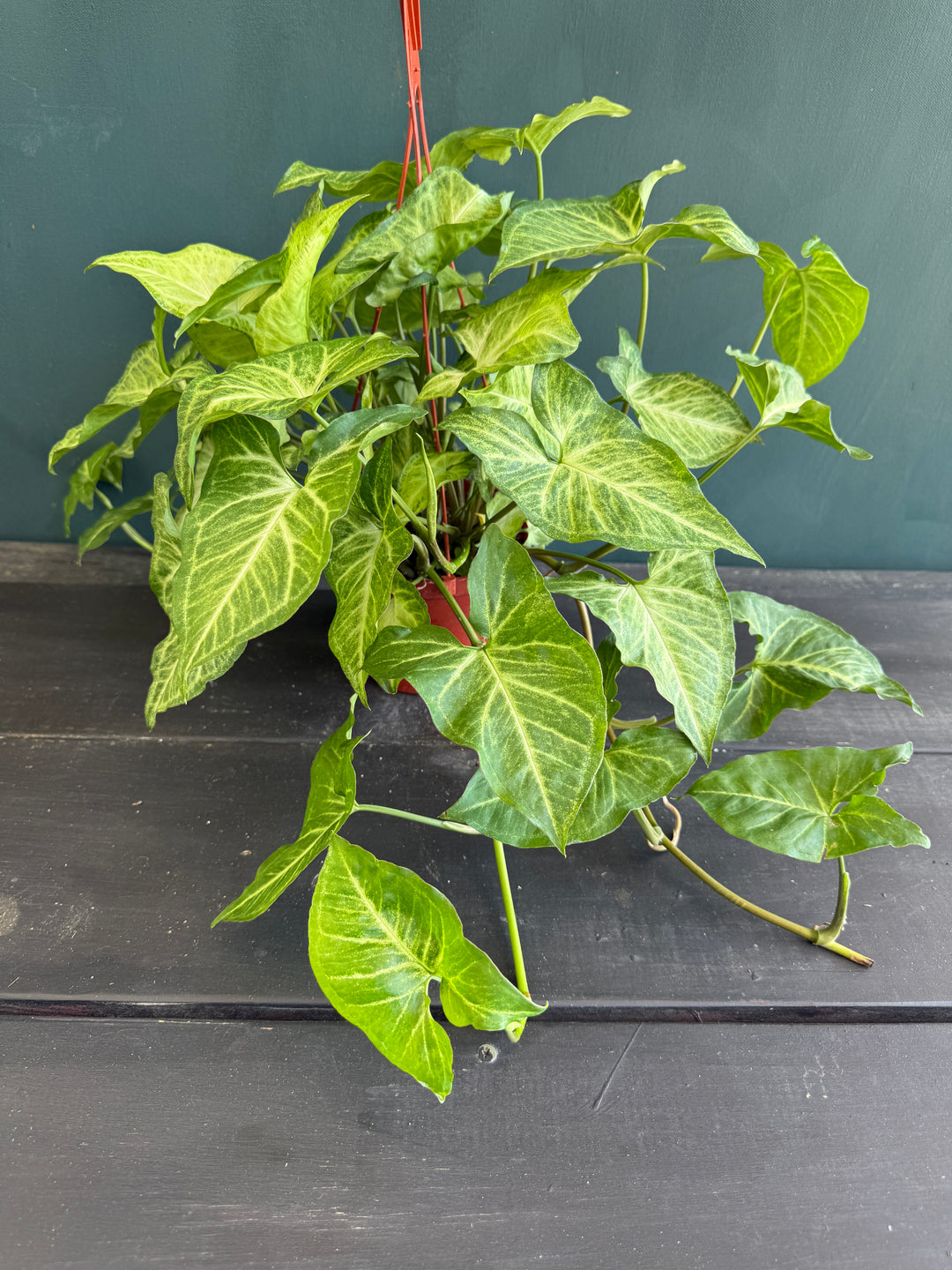 Syngonium Batik for sale at Plant Vault