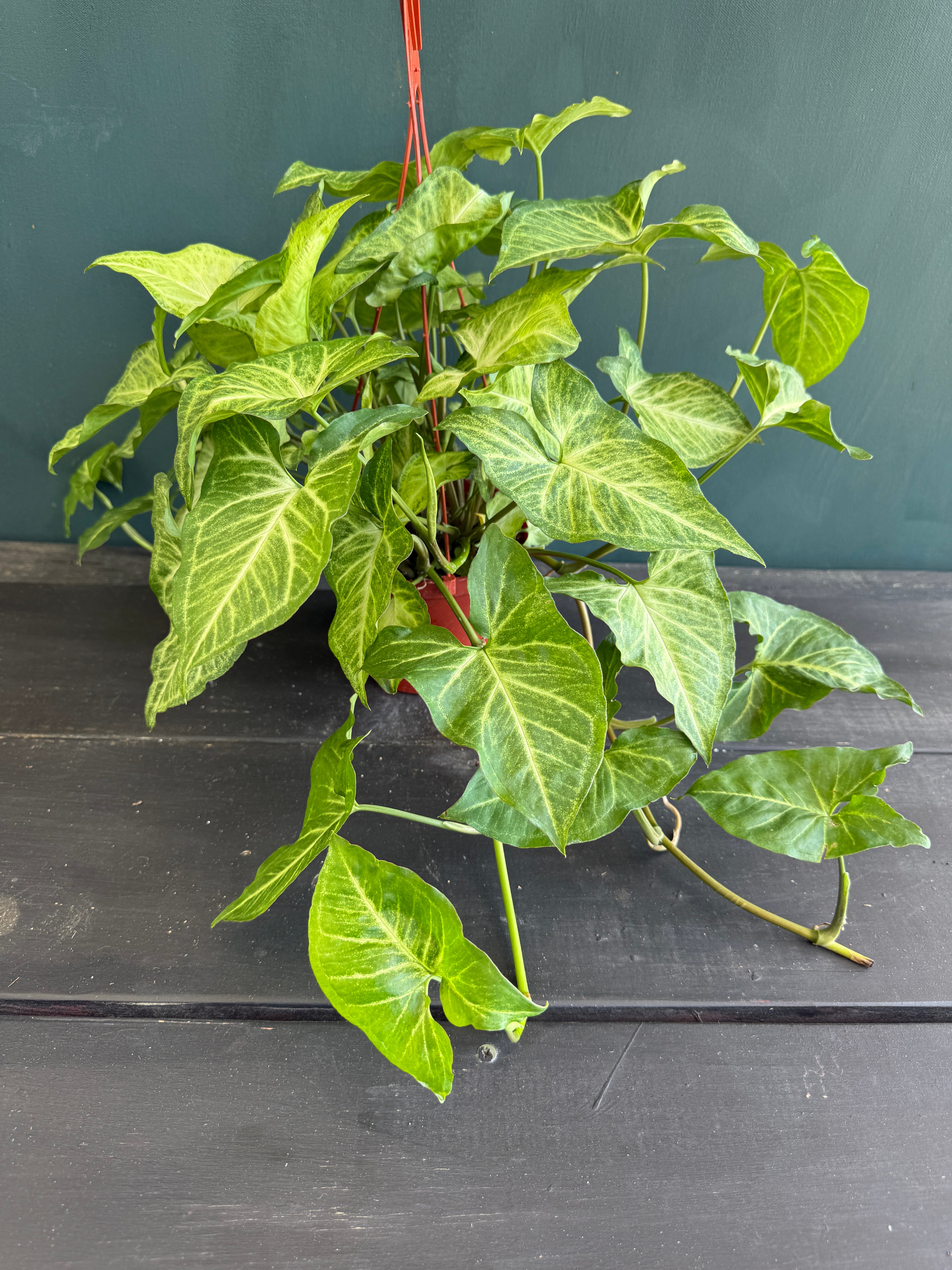 Syngonium Batik for sale at Plant Vault
