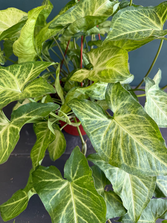 Syngonium Batik for sale 