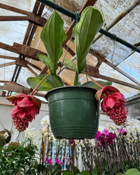 Large Magnifica Medinilla sold by Plant Vault