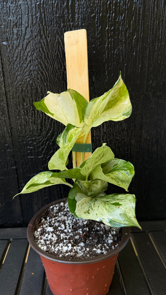 Manjula Pothos for sale at Plant Vault