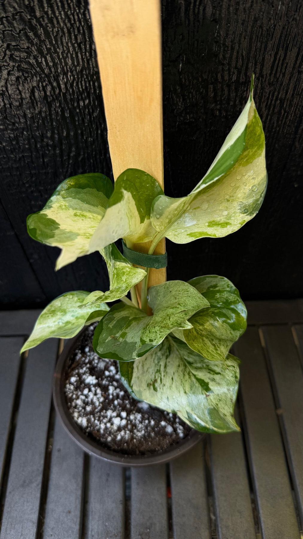 large manjula pothos Manjula Pothos