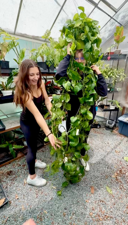 XL Golden Pothos
