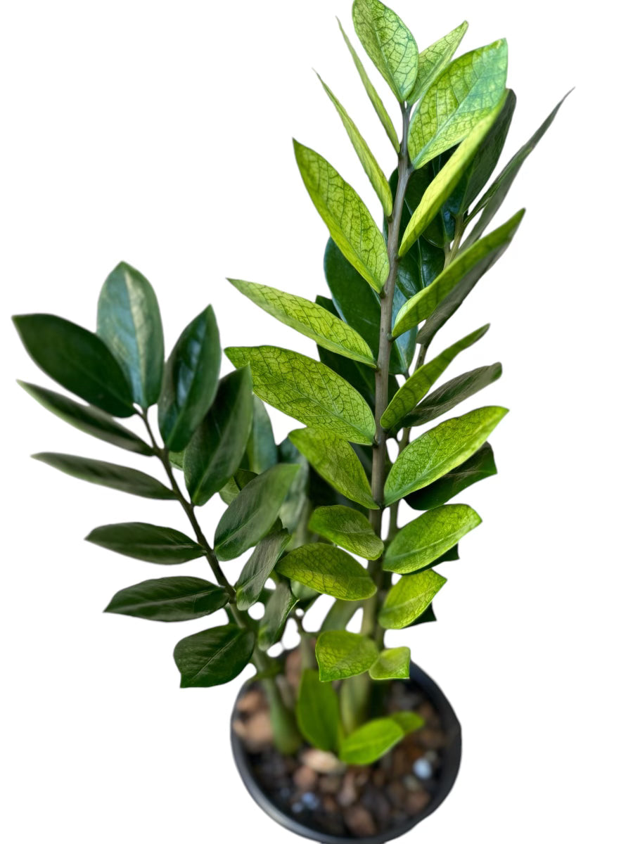 Chameleon ZZ for sale at Plant Vault