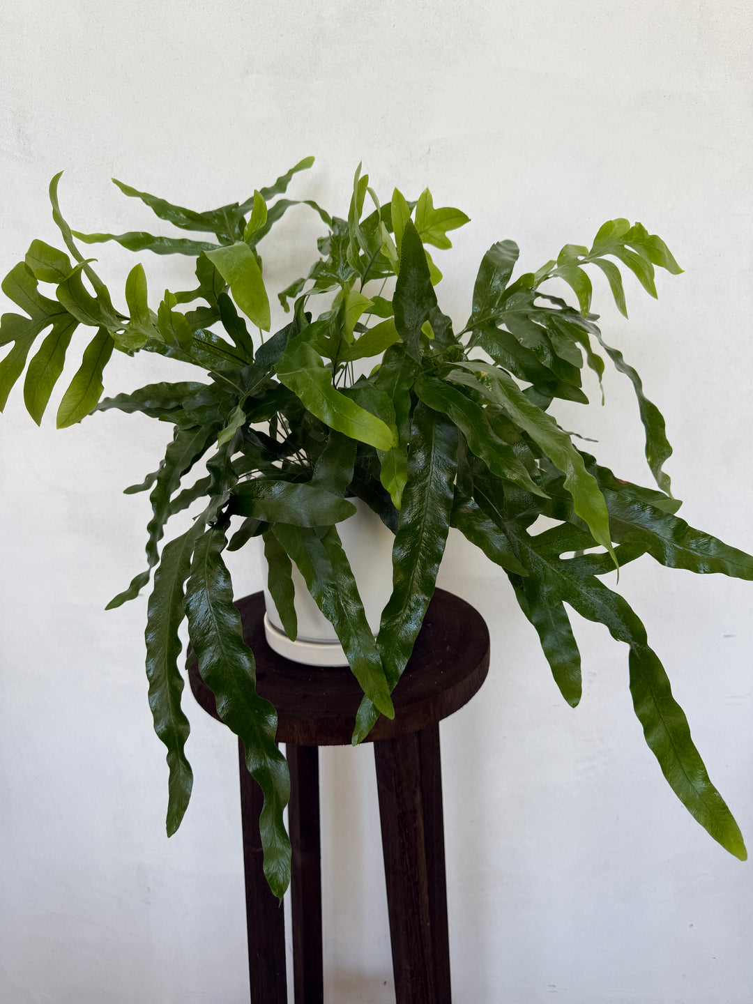 indoor fern plants for sale Blue Star Fern