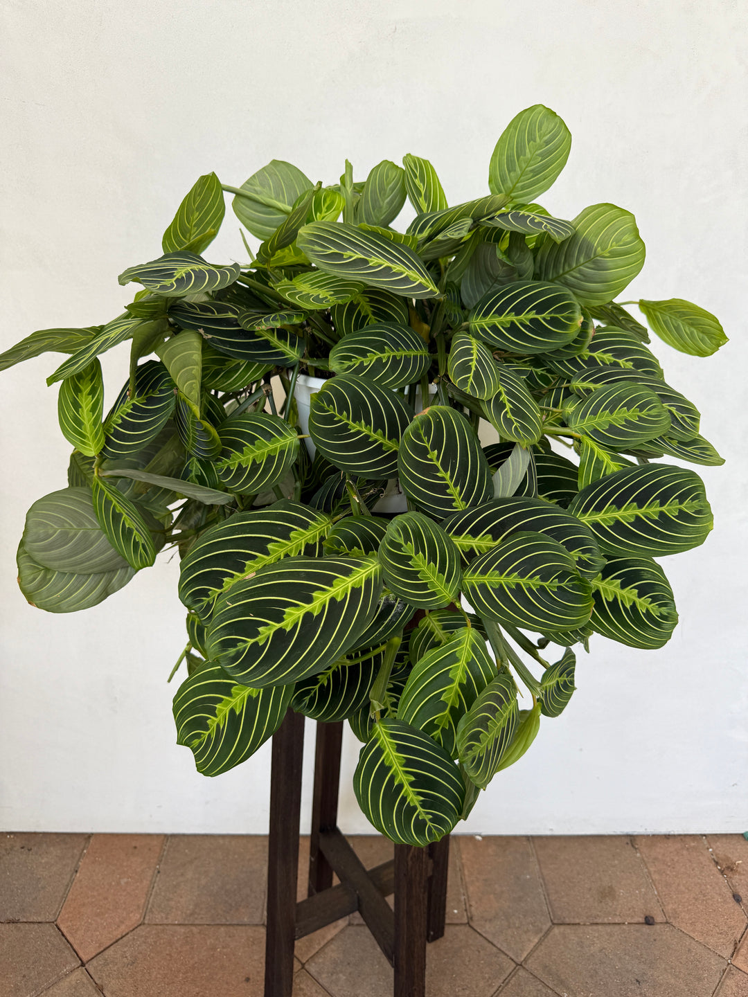 lemon maranta prayer plant Lemon Lime Maranta