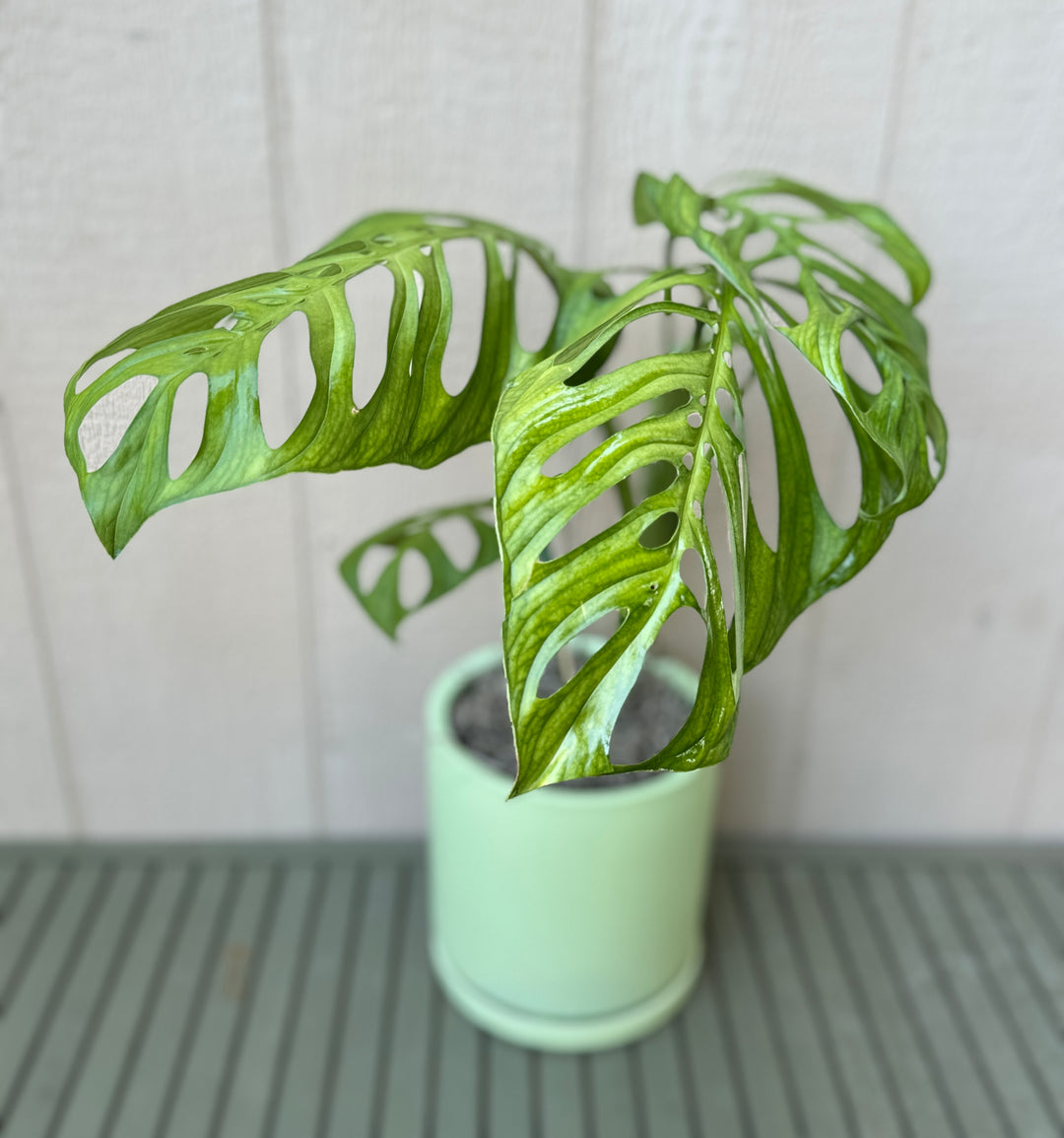 Monstera Esqueleto
