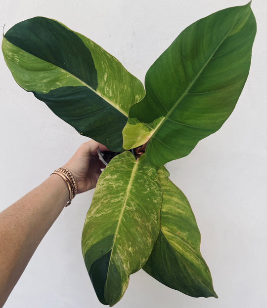 Rare Philodendron Jungle Fever for sale at Plant Vault close