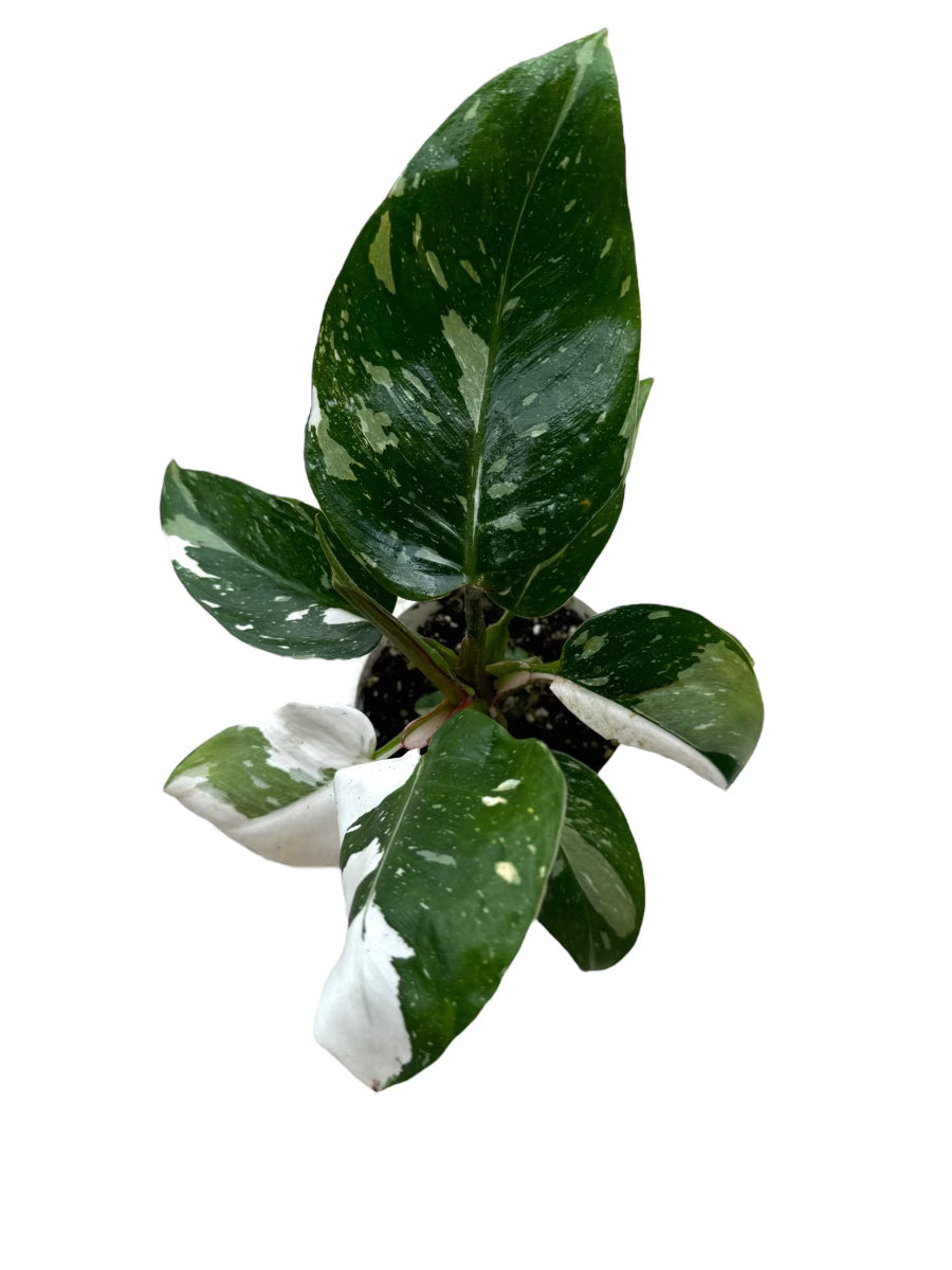 philodendron green princess rare Philodendron White Princess | 4" Pot