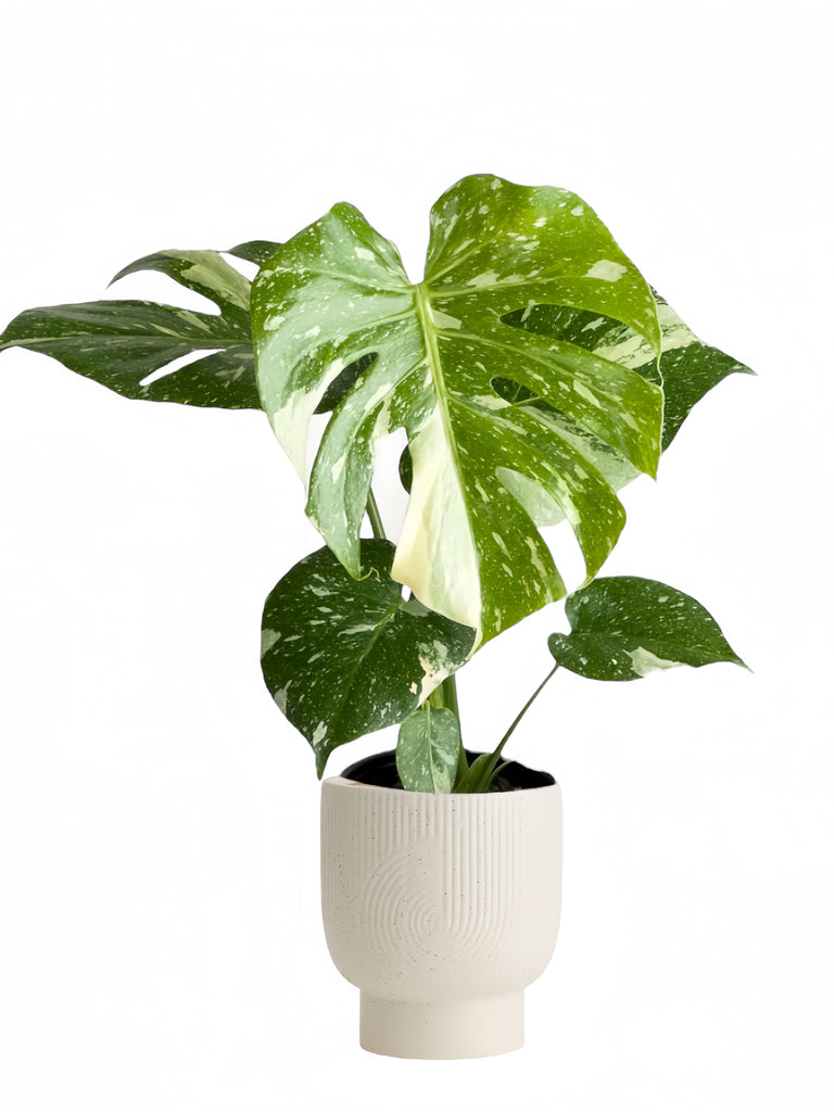 Monstera Thai Constellation – Plant Vault