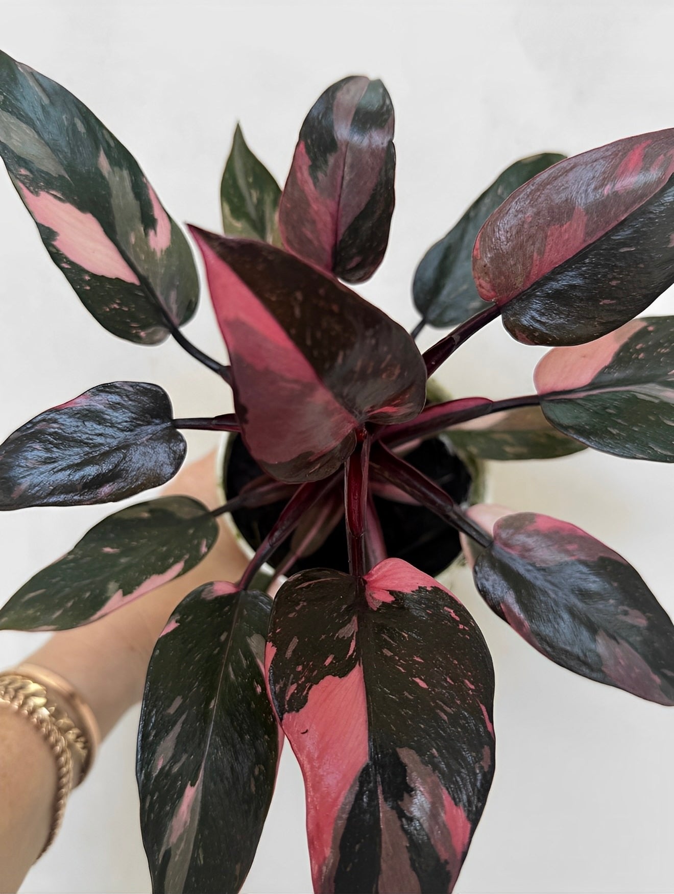 Philodendron Black Cherry Pink Princess – Plant Vault